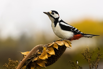 Woodpecker / ***