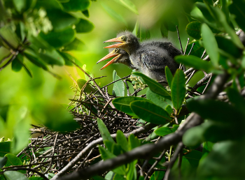 Green heron (baby chicks in the nest) / Green heron (baby chicks in the nest)