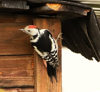 Middle spotted woodpecker / ***