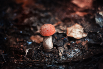 Orange-cap boletus / ***