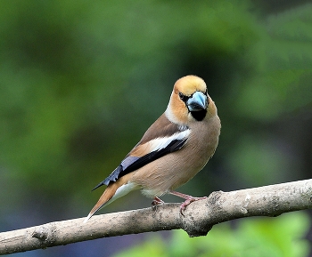 Grosbeak / ***