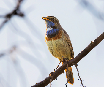 Bluethroat / ***