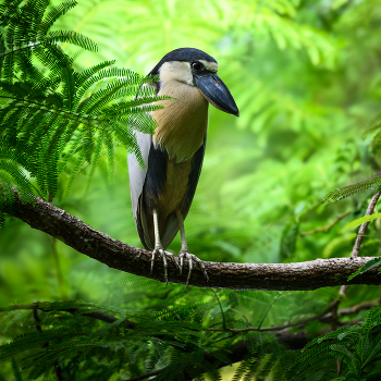 Boat-billed heron / Boat-billed heron