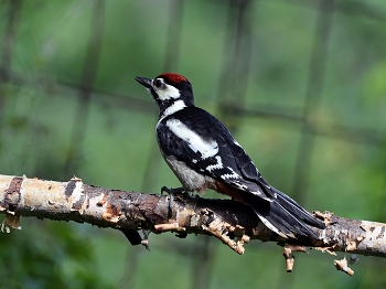 Woodpecker / ***