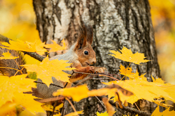 In the autumn park. / ***