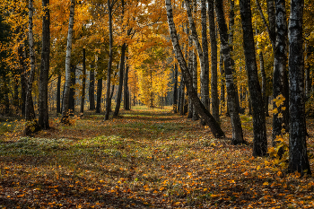 Autumn time... / ***