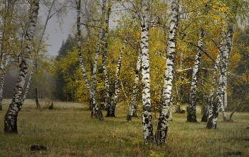 Birches / ***