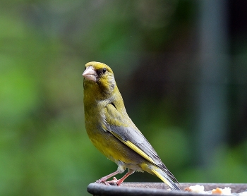 Yellow Wagtail / ***