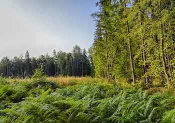 Morning in the forest / ***