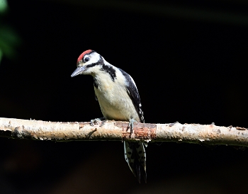 Woodpecker / ***