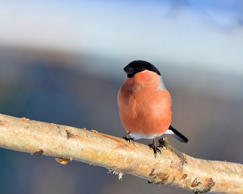 Bullfinch / ***