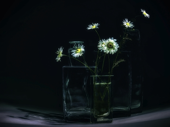 Daisies. / ***