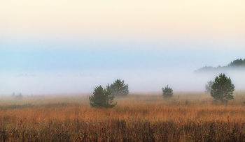 At the edge of forest / ***