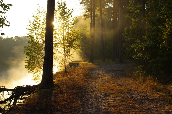 Morning in the forest / ***