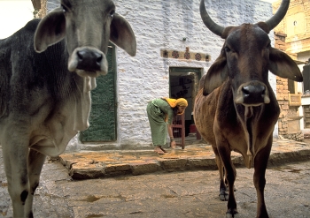 Cows in India / The cow is sacred in India; and woe betide the driver who doesn't swerve into a field to avoid them.

Cows are not penned into fields here, and in the smaller towns and villages they wander wherever they like.

An Indian woman, going about her daily life outside her house in Jaisalmer, doesn't notice the cows while she's busy sweeping the front step; nor me, it seems.

https://travelnotes.org/pics/Asia/31-Holy_Cow_in_India.htm