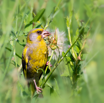 Yellow Wagtail / ***