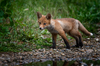 Curious fox / ***