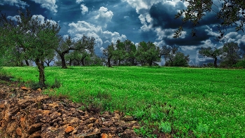 Tivissa - camí al Poblat ibèric del Castellet de Banyoles - Ribera d'Ebre / Tivissa - camí al Poblat ibèric del Castellet de Banyoles - Ribera d'Ebre