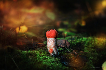 Orange-cap boletus / ***