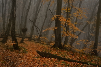 Autumn trail / ***