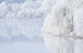 Swan Lake / ***