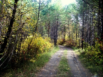 Autumn forest / ***