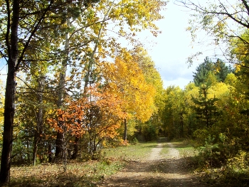 Autumn forest / ***