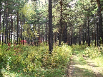 Autumn forest / ***