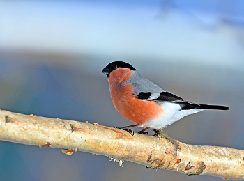 Bullfinch / ***