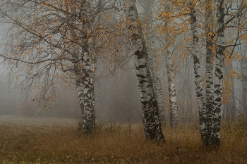 Birches / ***