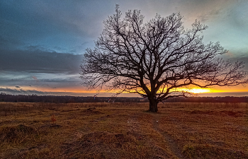 Oak-tree / ***