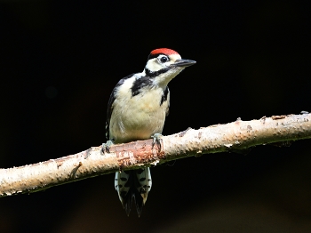 Woodpecker / ***