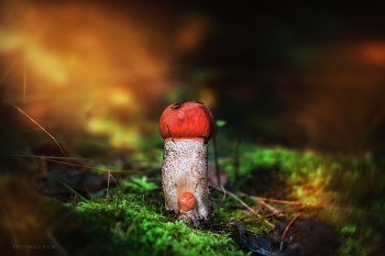 Orange-cap boletus / ***