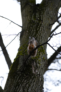 Squirrel / ***