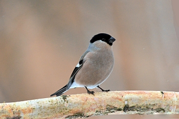 Bullfinch / ***