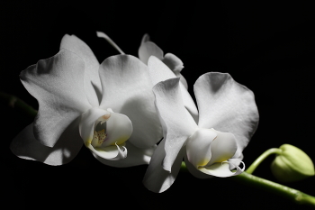 Orchid / ---