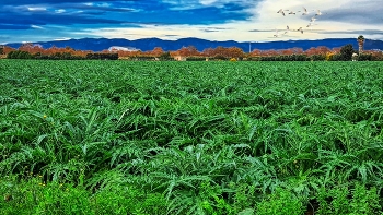 El Prat de Llobregat - Delta del Llobregat (cartxoferes) - Barcelonès / El Prat de Llobregat - Delta del Llobregat (cartxoferes) - Barcelonès