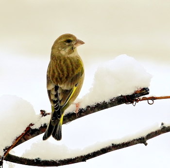 After snowfall / ***