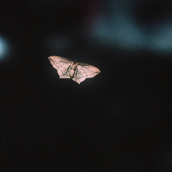 Butterfly / ***