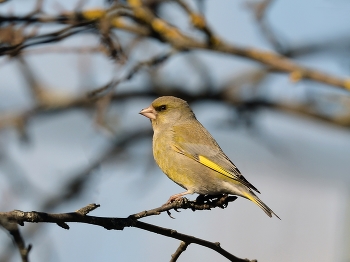 Yellow Wagtail / ***