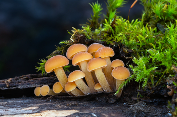 Friendly Family / ***