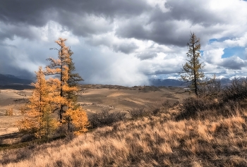 Altai autumn / ***