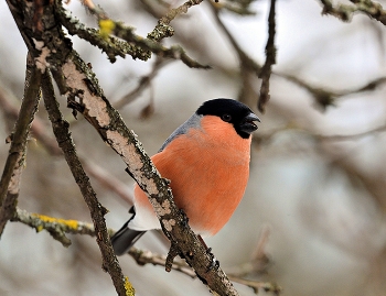 Bullfinch / ***