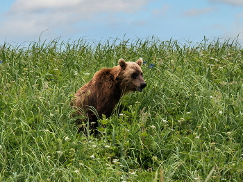 Meadow / ***