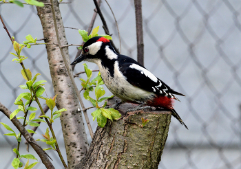 Woodpecker / ***