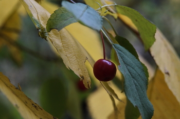 cherry / ***