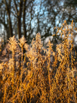 colors of autumn / ***
