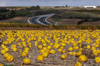 crop year / ***