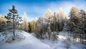 Winter forest / ***