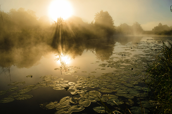 Fog at dawn. / ***